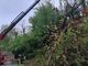 FOTO. Rimosso l'albero caduto in strada a Cavaria: vigili del fuoco al lavoro per sei ore con autoscala e autogrù