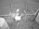 Furto con scasso al Chiosco del parco Mantegazza: ladri via con gli spiccioli, ma le telecamere hanno visto tutto