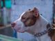 Venegono, tenta di rubare in casa: ladro messo in fuga dal pitbull e dall'inquilino esperto di arti marziali