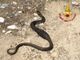Serpente si concede un tuffo in piscina: a Travedona intervengono i vigili del fuoco