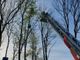Finisce con il deltaplano su un albero e si incastra sulla pianta a dodici metri di altezza: 52enne salvato dai vigili del fuoco a Laveno Mombello