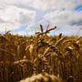 Parlamento europeo verso la semplificazione delle norme della politica agricola