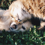 Via libera dagli europarlamentari alle prime norme per proteggere cani e gatti
