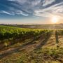 Superano i venti miliardi le esportazioni agroalimentari dell’Unione europea