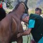 Palio di Asti: da domani al via le visite veterinarie