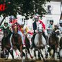 Palio di Asti 2025, la prossima settimana le visite veterinarie. Tutte le monte e i cavalli tra cui scegliere