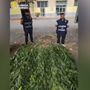 Castagnole Monferrato: aveva trasformato il giardino di casa in una piantagione di marijuana