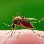 Ad Asti caso di West nile in uomo di ottantacinque anni, ricoverato in Rianimazione