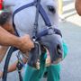 Palio di Asti, partite le visite veterinarie: massima attenzione e cura nelle valutazioni e salute dei cavalli. Due al momenti gli esclusi [FOTO E VIDEOINTERVISTE]