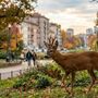 Capriolo nei parchi tra piazza Lugano e viale Partigiani: vigili del fuoco, forestale e questura mobilitati ad Asti