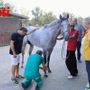 Palio, tutti promossi: completata la prima giornata di visite veterinarie [VIDEO E FOTO]