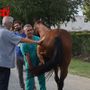 Palio, tutti promossi alla prima sessione delle visite veterinarie [GALLERIA FOTOGRAFICA]