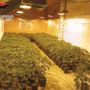Droga e armi, l’inchiesta dei carabinieri si allarga: scoperta una piantagione con 1.206 piante di marijuana