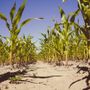 Maggio più caldo di sempre: riserve evaporate in 10 giorni e un'altra estate a rischio siccità [VIDEO]