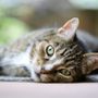 Due abbandoni di animali in poche ore e una denuncia. L'appello ad adozioni consapevoli