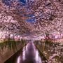 Sakura Matsuri 2025: un angolo di Giappone sboccia a Nizza