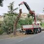 Sanremo, partono i lavori di taglio dei pini in via Padre Semeria (Foto)