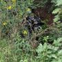 Tragedia a Celle Ligure, auto esce di strada e si ribalta: due morti (FOTO)