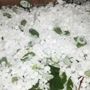 Temporali in arrivo sulla Liguria, scatta l’attenzione per grandine oltre i 2 centimetri e forti raffiche di vento