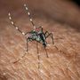 Caso di West Nile a Ceriale: ordinanza del sindaco Fasano, scatta la disinfestazione