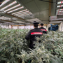 Maxi operazione antidroga "Oro verde" nel Cuneese e nel Torinese: otto arresti e sequestri per mezzo milione