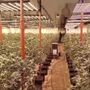 Maxi operazione antidroga a Bra: sequestrata marijuana per 1,5 milioni di euro [VIDEO]