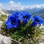 Raccoglie centinaia di genziane nel Parco del Monviso, ma è vietato: 600 euro di multa per un escursionista