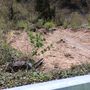 MALTEMPO/ Frana a Ceva in località Mombrignone, lungo la statale 28