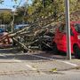 Vento forte a Cuneo: albero si schianta su un'auto parcheggiata