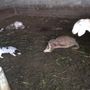 Ennesimo attacco di lupi: sbranati un agnello e una pecora all'interno di un'azienda villanovese