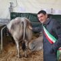 Inaugurata a Fossano la 45 ª Mostra nazionale dei Bovini di Razza Piemontese, gli allevatori esibiscono le loro eccellenze [FOTO e VIDEO]