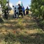 Saluzzo: auto piomba a tutta velocità in un frutteto dove è in corso la raccolta frutta e si ribalta tra i filari Saluzzo: auto piomba a tutta velocità in un frutteto dove è in corso la raccolta frutta e si ribalta tra i filari