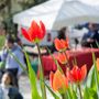 Domenica delle Palme tra fiori, mercatini ed eventi per famiglie in tutta la provincia di Cuneo Domenica delle Palme tra fiori, mercatini ed eventi per famiglie in tutta la provincia di Cuneo