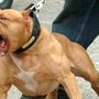 Aggredito da un pitbull mentre si allena per la maratona di Torino: grave un cuneese di 36 anni