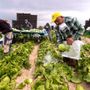 In Piemonte stop al lavoro per braccianti ed operai sotto il sole: Cirio firma l'ordinanza