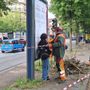 Alberi abbattuti in corso Belgio: ambientalisti di nuovo in strada per chiedere lo stop [FOTO]