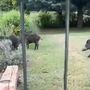 Nichelino, cighiali scorrazzano di fronte ad un giardino in zona Boschetto: &quot;Siamo esasperati&quot; [VIDEO]