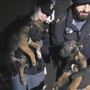 Sgominato traffico di cani di razza: la Polizia salva mamma e cuccioli malinois maltrattati