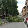 Maltempo, il vento forte sferza Torino: cade un albero in corso Gabetti [FOTO]