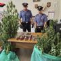 Cappelli vistosi, liti tra vicini, cocaina nei calzini e tra le gomme da masticare: cinque arresti insoliti per droga