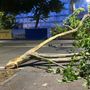 Grosso ramo cade in corso Massimo D'Azeglio per il vento: bus deviato