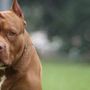 Discussione degenera in rissa. E un 16enne viene azzannato al volto da un pitbull