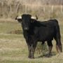 Castiglione Olona, agricoltore muore incornato da un toro