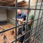 Scoperto un allevamento abusivo di cani a Brusimpiano, due donne denunciate: quaranta cuccioli salvati