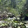 In montagna dramma senza fine: cercatore di funghi muore in Valle Anzasca