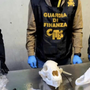 La Guardia di Finanza sequestra un cranio di orso bruno a Malpensa La Guardia di Finanza sequestra un cranio di orso bruno a Malpensa