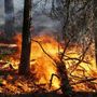 Emergenza roghi in Algeria, 193 incendi devastano il nord del Paese, in campo aerei ed elicotteri Emergenza roghi in Algeria, 193 incendi devastano il nord del Paese, in campo aerei ed elicotteri