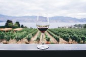 Degustazioni e presentazioni: in Toscana la settimana del vino, 13–20 febbraio 2026