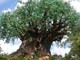 Sono quasi 4.300 gli alberi monumentali italiani con i 320 nuovi ingressi di quest’anno