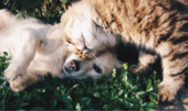 Via libera dagli europarlamentari alle prime norme per proteggere cani e gatti